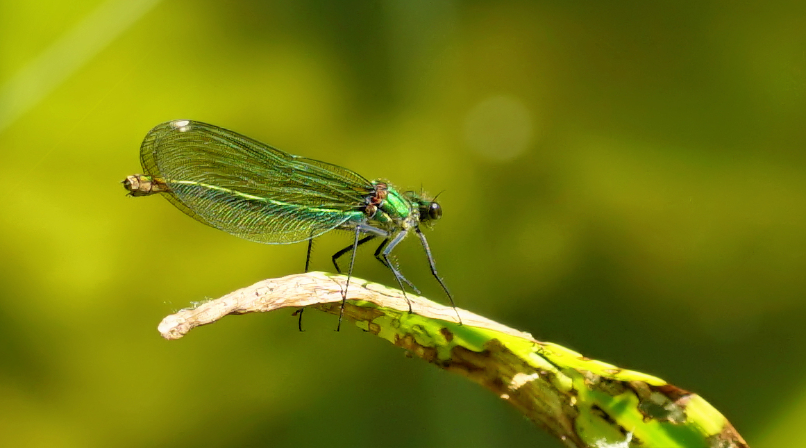 Gebänderte Prachtlibelle2b (Calopteryx splendens)