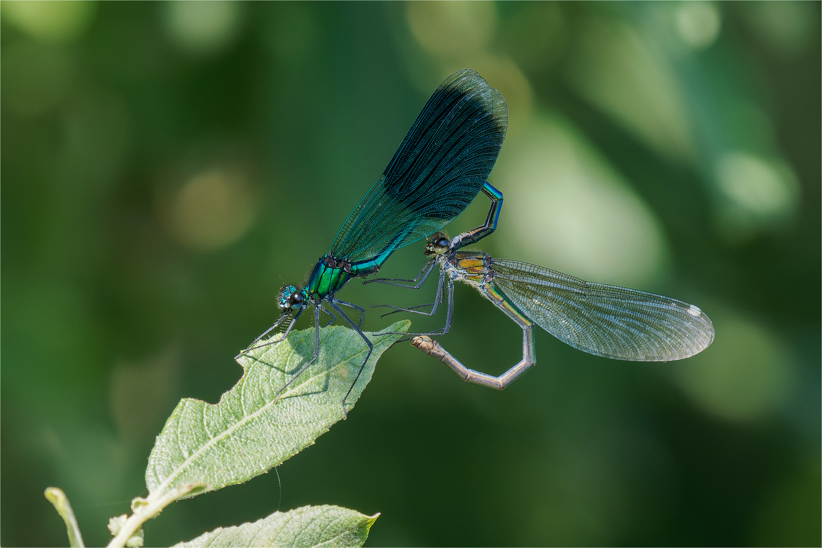 gebänderte Prachtlibellen - Calopteryx splendens - ..... 