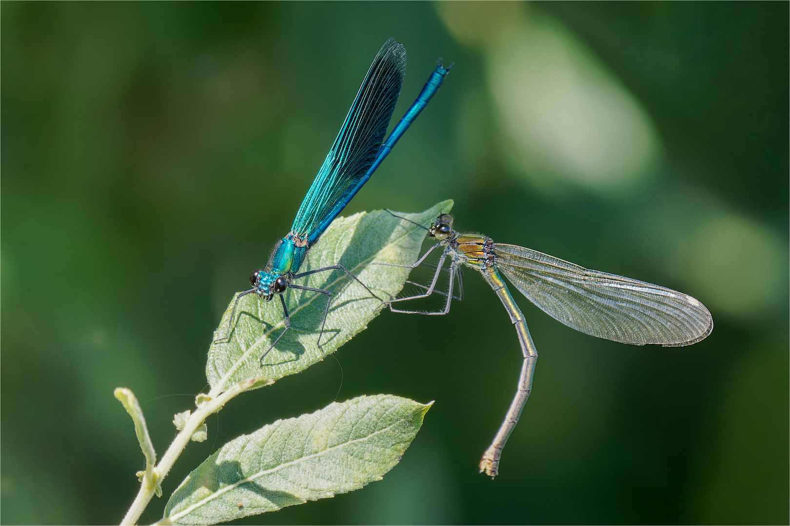 gebänderte Prachtlibellen - Calopteryx splendens -      - 4 - .....