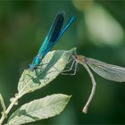 gebänderte Prachtlibellen - Calopteryx splendens -      - 4 - .....