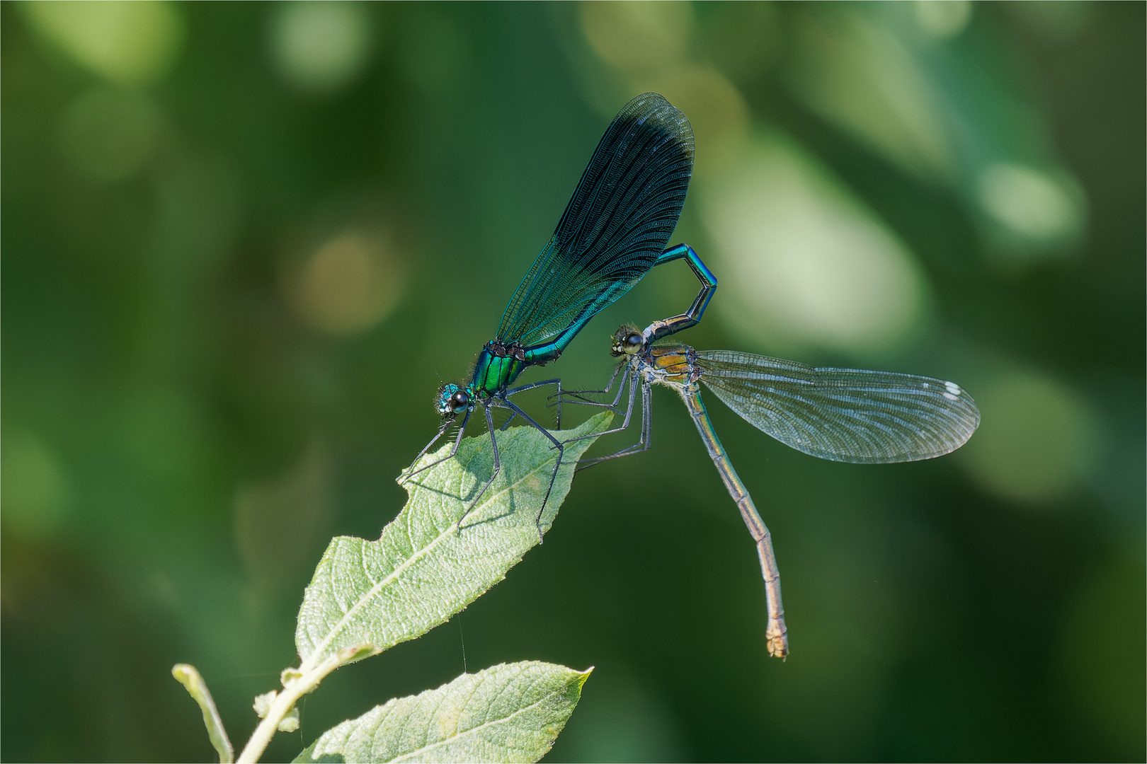 gebänderte Prachtlibellen - Calopteryx splendens -   .....