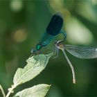 gebänderte Prachtlibellen - Calopteryx splendens -   .....