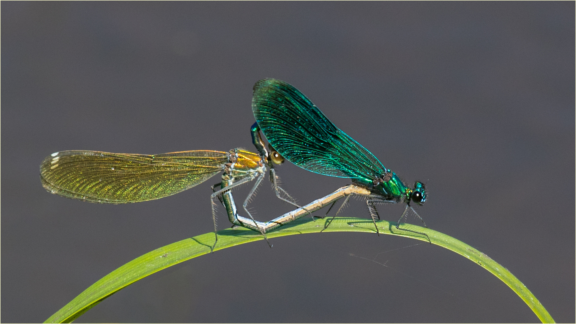   gebänderte Prachtlibellen - Calopteryx splendens - bei der Paarung  .....