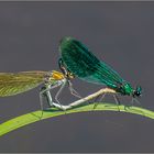   gebänderte Prachtlibellen - Calopteryx splendens - bei der Paarung  .....