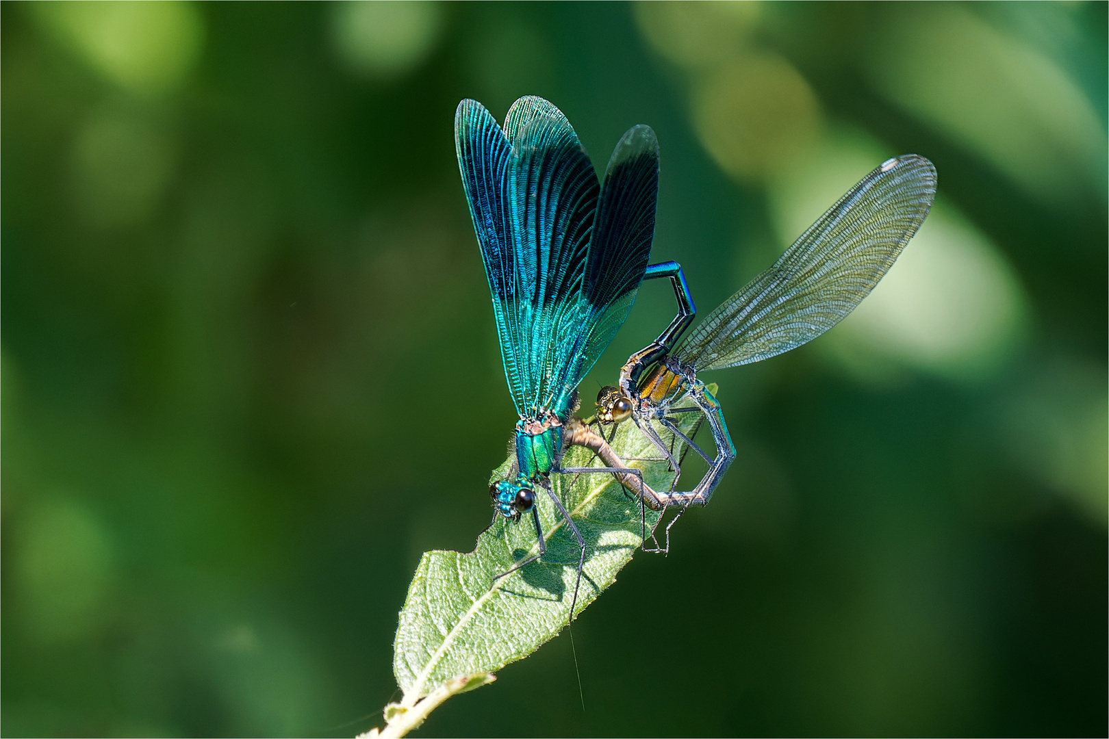 gebänderte Prachtlibellen - Calopteryx splendens - 