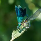 gebänderte Prachtlibellen - Calopteryx splendens - 