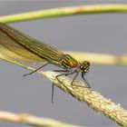 gebänderte Prachtlibellen - Calopteryx splendens - weibll.  .....