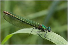 Gebänderte Prachtlibelle,w (Calopteryx splendens),