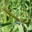 gebänderte Prachtlibelle/Weibchen