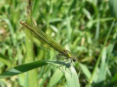 gebänderte Prachtlibelle/Weibchen