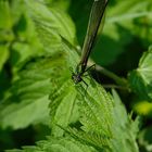 Gebänderte Prachtlibelle,weiblich (calopteryx splendens)