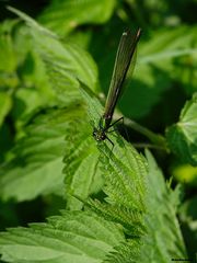 Gebänderte Prachtlibelle,weiblich (calopteryx splendens)