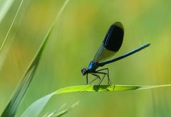 Gebänderte Prachtslibelle