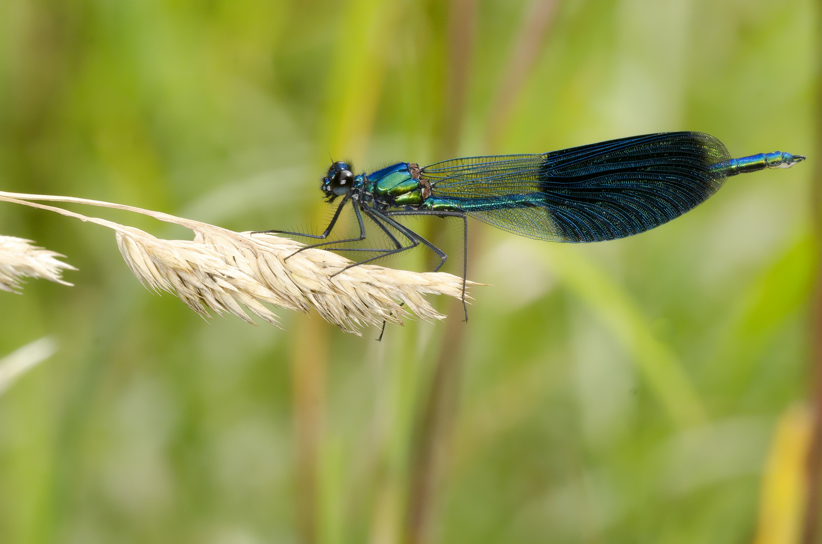 Gebänderte Prchtlibelle, Männchen (Calopteryx splendens)