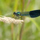 Gebänderte Prchtlibelle, Männchen (Calopteryx splendens)