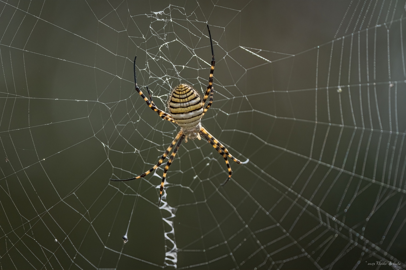 Gebänderte Tigerspinne