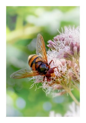Gebänderte Waldschwebefliege