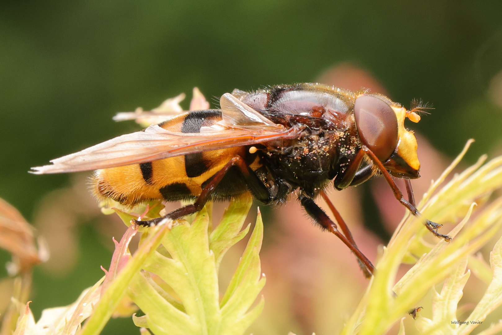 gebänderte Waldschwebfliege