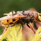 gebänderte Waldschwebfliege