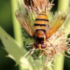 Gebänderte Waldschwebfliege