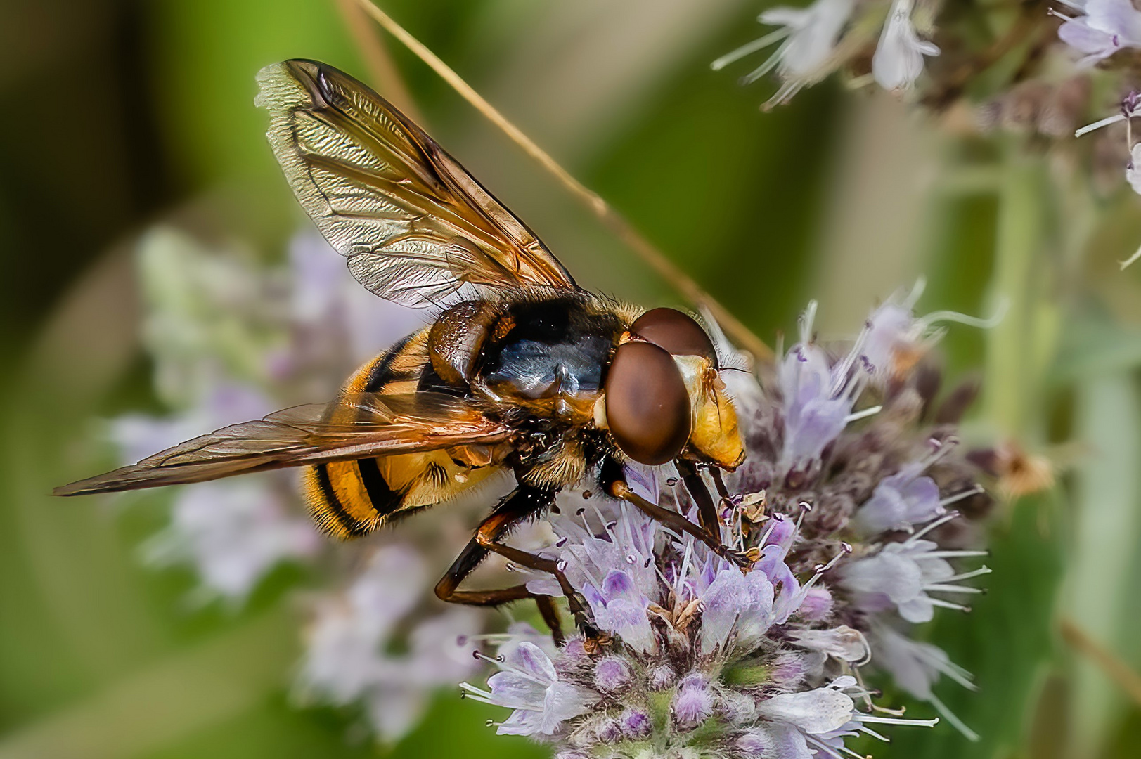 Gebänderte Waldschwebfliege