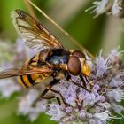 Gebänderte Waldschwebfliege