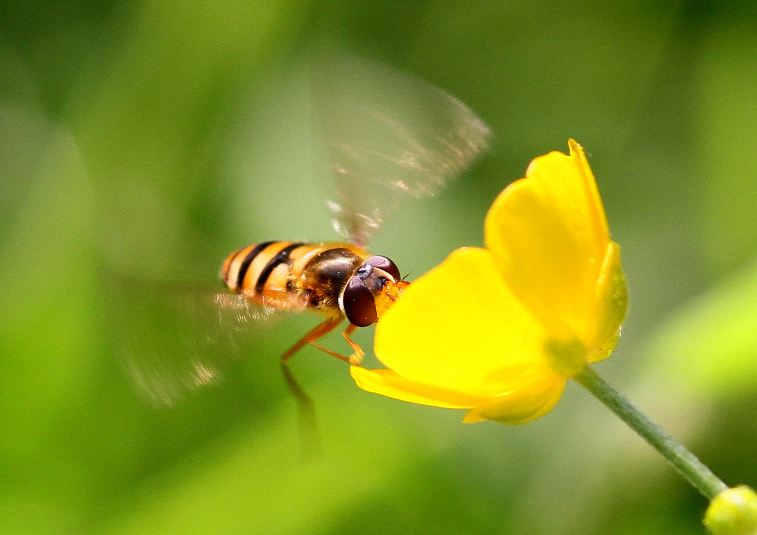 Gebänderte Waldschwebfliege