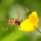 Gebänderte Waldschwebfliege