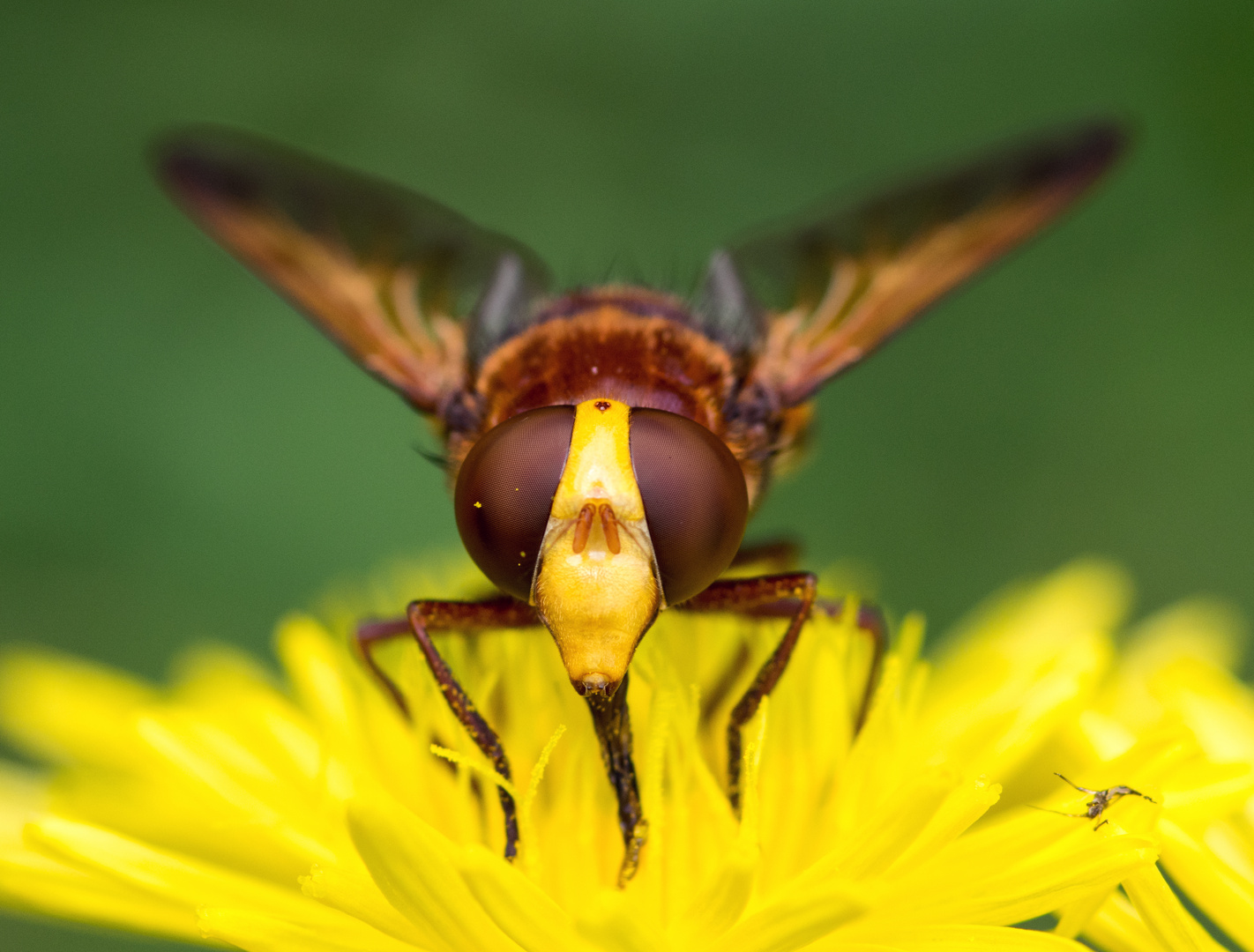 Gebänderte Waldschwebfliege