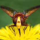 Gebänderte Waldschwebfliege