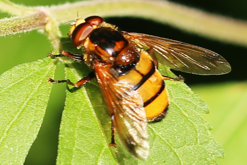 Gebänderte Waldschwebfliege (Volucella inanis)