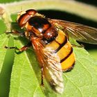 Gebänderte Waldschwebfliege (Volucella inanis)