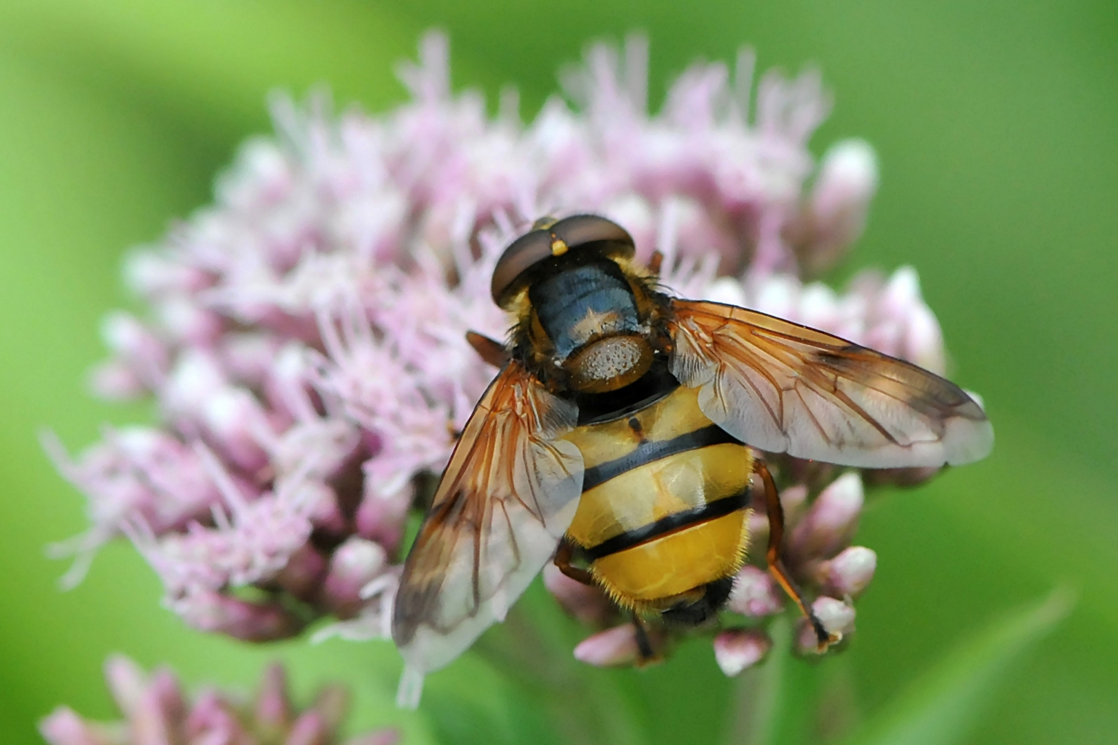 Gebänderte Waldschwebfliege (Volucella inanis)