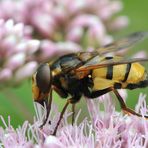 Gebänderte Waldschwebfliege (Volucella inanis) Profil