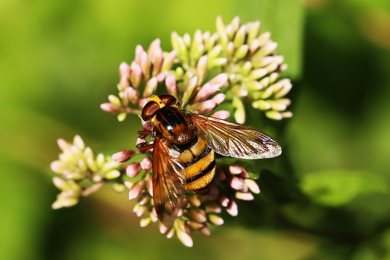 Gebänderte Waldschwebfliege (Volucella pellucens)