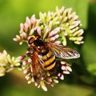 Gebänderte Waldschwebfliege (Volucella pellucens)