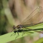 Gebänderten Prachtlibelle