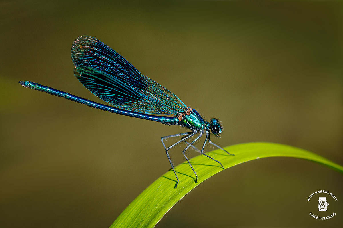 Gebänderten Prachtlibelle (Calopteryx splendens)