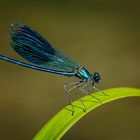 Gebänderten Prachtlibelle (Calopteryx splendens)