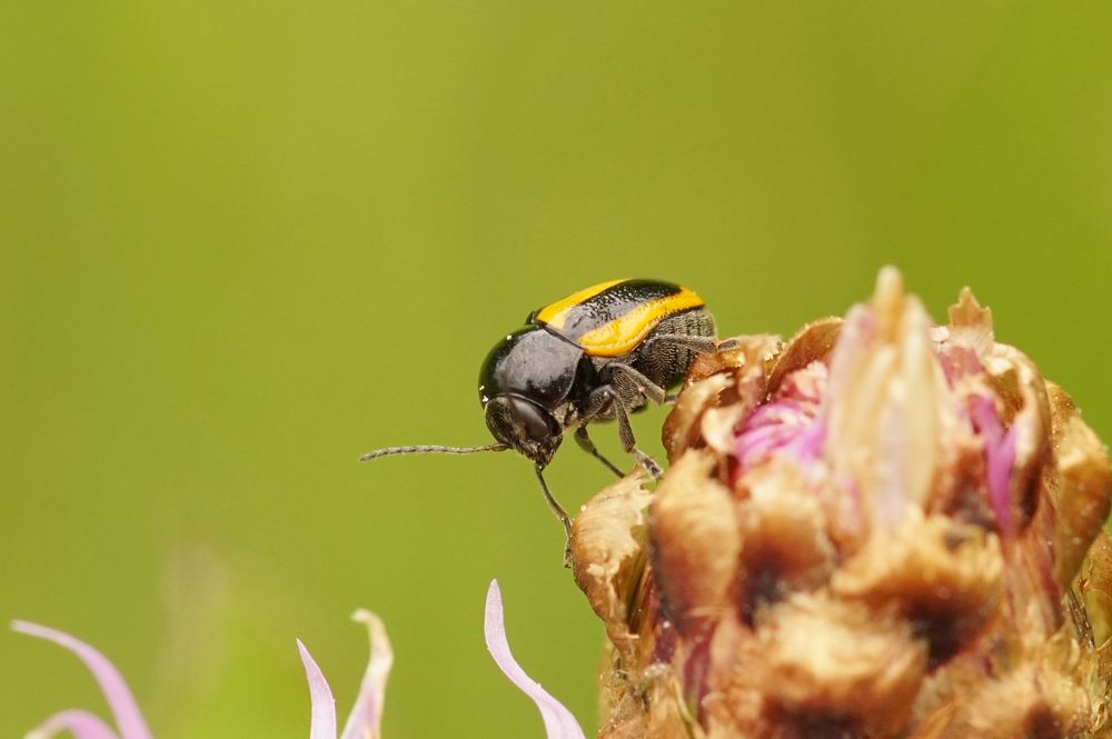 Gebänderter Fallkäfer