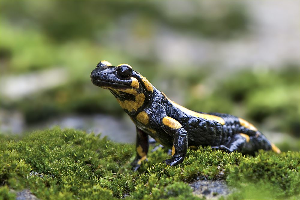 Gebänderter Feuersalamander