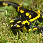 Gebänderter Feuersalamander (Salamandra salamandra terrestris)-1