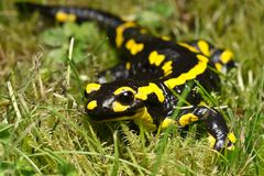 Gebänderter Feuersalamander (Salamandra salamandra terrestris)-1