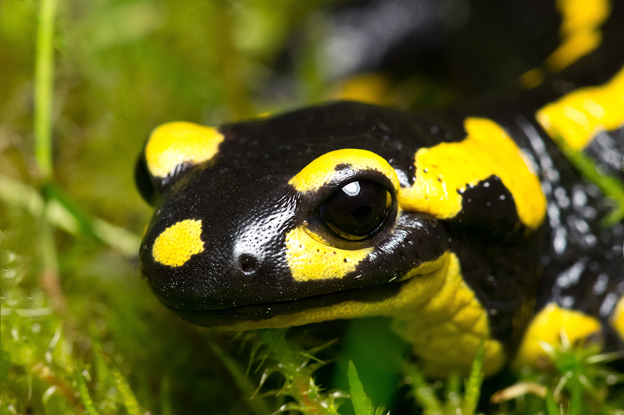 Gebänderter Feuersalamander (Salamandra salamandra terrestris)-2