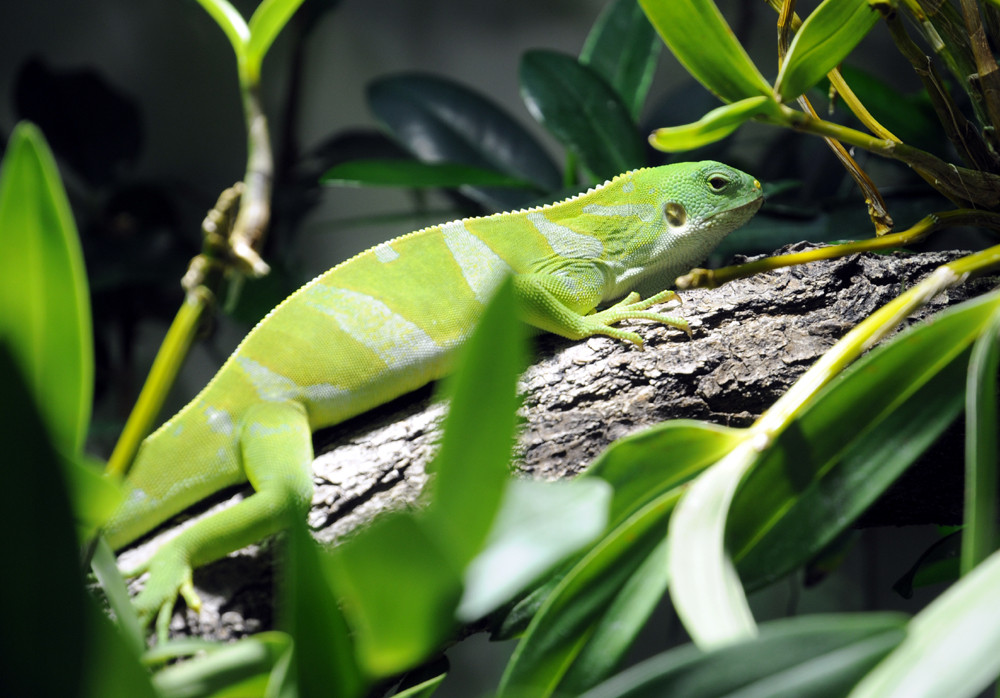 Gebänderter Fidschi-Leguan (Brachylophus fasciatus)