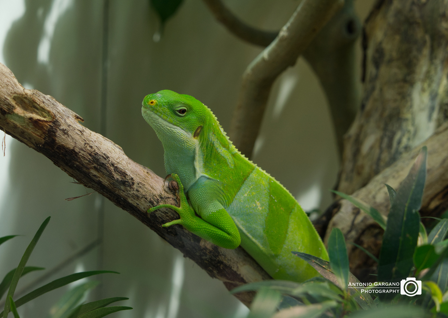 Gebänderter Fidschi Leguan - Brachylophus Fasciatus