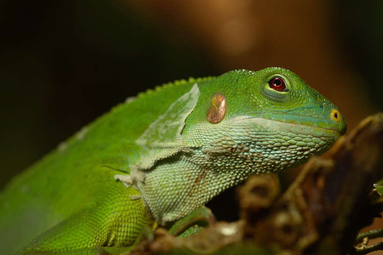 Gebänderter Fidschi-Leguan (Brachylophus fasciatus)