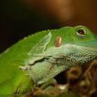 Gebänderter Fidschi-Leguan (Brachylophus fasciatus)