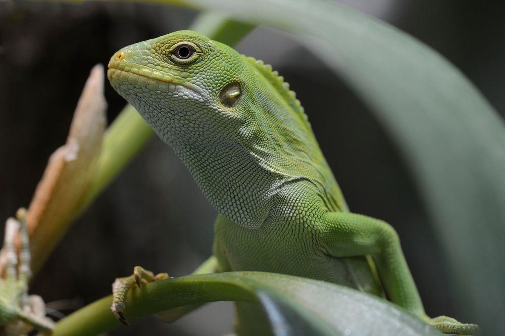 GEBÄNDERTER FIDSCHI-LEGUAN (BRACHYLOPHUS FASCIATUS)