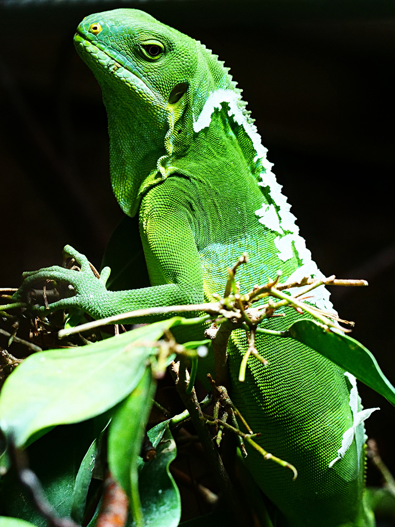 Gebänderter Fidschileguan Foto & Bild tiere, zoo, wildpark